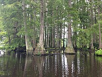 Cluster of bald cypress trees in Trap Pond State Park in Southern Delaware