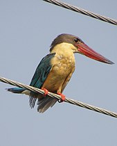 Stork-billed Kingfisher