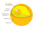 Human cell nucleus