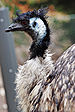 An Emu at Melbourne Zoo