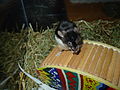 Image 2 Mouse on a wheel (from Template:Transclude files as random slideshow/testcases/2)