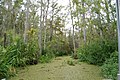 Image 7Honey Island Swamp (from Louisiana)