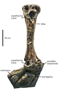 Photograph of the only known specimen, with labels indicating the different bones and other features