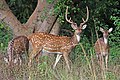 Chital deer are widely seen in Sundarbans and other mangrove forests