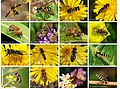 Species of hoverfly