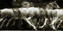 Chronophotographic study of horse motion