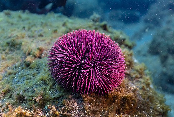 Purple sea urchin (Sphaerechinus granularis), Madeira, Portugal.