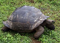 Tortoise of the C. n. porteri subspecies has a rounded shell shaped like a dome.