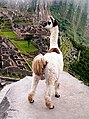 Bir lama Machu Picchu'ya yukarıdan bakıyor