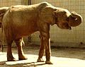 Forest elephant (Loxodonta cyclotis), Frankfurt Zoo, 1975