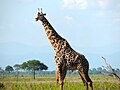 Image 42The Masai giraffe is Tanzania's national animal. (from Tanzania)