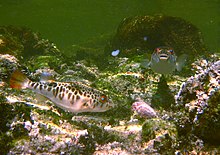 Two fish with brown markings swim in shallow water.