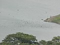 Birds on the reservoir.