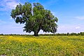 Image 31A field of yellow wildflowers in St. Bernard Parish (from Louisiana)