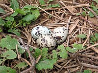 Three eggs in a nest on Great Gull Island