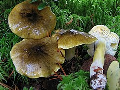 Slimey yellow-brown mushrooms growing from moss