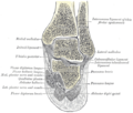 오른쪽 발목관절과 목말발꿈치관절 (talocalcaneal joint)의 관상면 (coronal section)