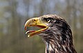 24 Juvenile Bald Eagle (head)