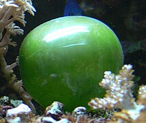 Valonia ventricosa, a species of alga with a diameter that ranges typically from 1 to 4 centimetres (0.4 to 1.6 in) is among the largest unicellular species.