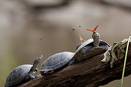 Dos mariposas flamas bebiendo lágrimas de tortugas charapas en Ecuador. Este fenómeno es conocido como lacrifagia.