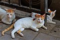 Image 4 Cats in Mumbai (from Template:Transclude files as random slideshow/testcases/2)