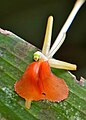 Květ Liparis grandiflora
