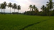 Irrigated paddy fields near Shamanur