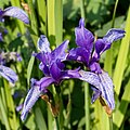 Iris ruthenica - Fleur