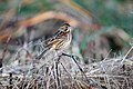 Chestnut-eared bunting
