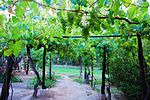 Druvplantage i Argentina. Argentina och Chile är bland de 10 största druv- och vinproducenterna i världen och Brasilien bland de 20 största.