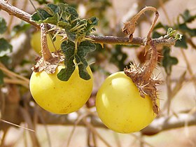 Frutos de Solanum sodomeum