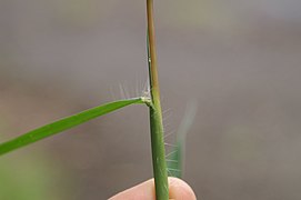 Feuille poilue à la base