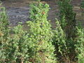 Miniatura per Juniperus communis