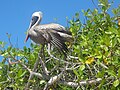 Image 28Brown pelican (Pelecanus occidentalis), Tortuga Bay (from Galápagos Islands)