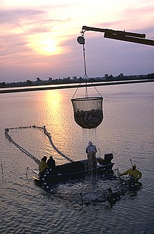 Photo of dripping, cup-shaped net, approximately 6 அடிகள் (1.8 m) in diameter and equally tall, half full of fish, suspended from crane boom, with 4 workers on and around larger, ring-shaped structure in water