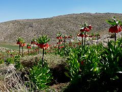 Llanura de Fritillaria imperialis, Condado Sepidan