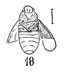 Heterogaster sundgoviensis 1937 N. TH. éch Bt38a, X4; p. 258 Hémiptères du Sannoisien de Brunnstatt