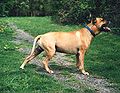 American Pit Bull Terrier (Bubu).jpg