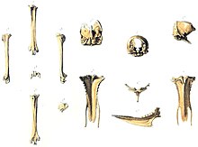 An illustration of bird bones laid out in rows