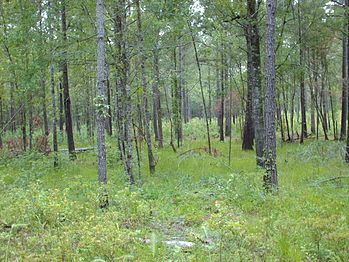 An image of the forest next to the Santee River in Berkeley County.