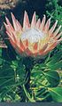 L' protea royale, ch'est echl'imblème végétal du poéyis.