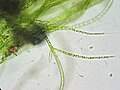 Image 6Stigeoclonium, a chlorophyte green alga genus
