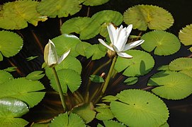 Nymphaea lotus, família Nymphaeaceae.