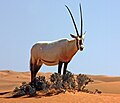 Oryx leucoryx, l-annimal nazzjonali tal-Qatar