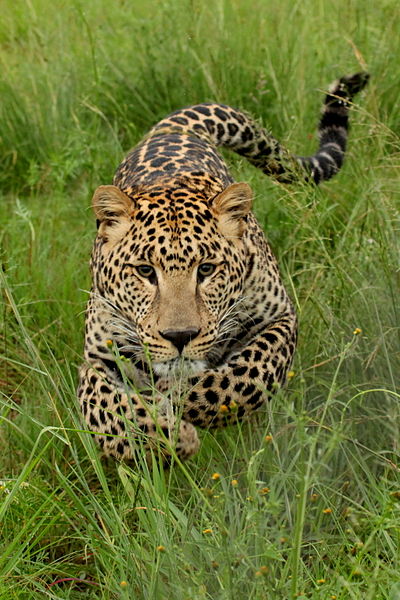 'n aanvallende jong luiperd (Panthera pardus) in die Suid-Afrikaanse provinsie Gauteng.