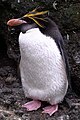 Pinguim-macaroni