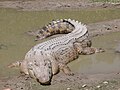 Mamba wa maji ya chumvi Crocodylus porosus