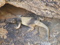 Common chuckwalla, Sauromalus ater in Palm Canyon, near Palm Springs
