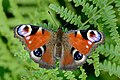 Dagpåfugløye: En sommerfugl i familien flikvinger med store øyeflekker på vingene. Vingespenn: 60–70 mm. Flyperiode: Mai til september.