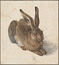 Young Hare, 1502, watercolour and gouache, 25 × 22.5 cm, Albertina, Vienna